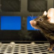 Accompagner la formation des comités d’éthique français en recherche animale